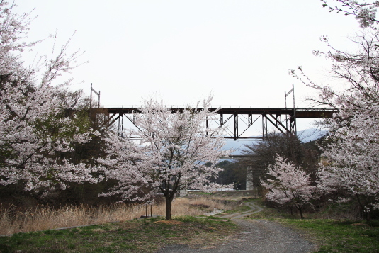 立場川橋梁と桜