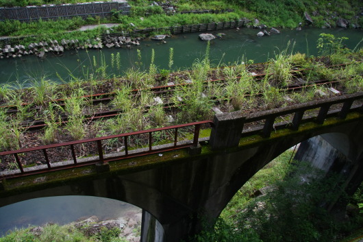 橋の上に育つ植物