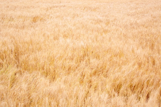 一面の麦畑