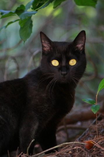 丸い目の黒ネコ