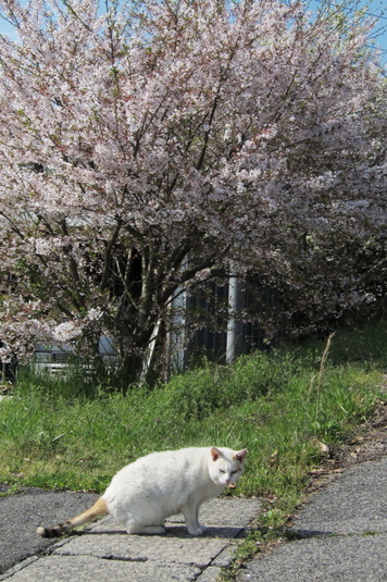 桜とネコ1